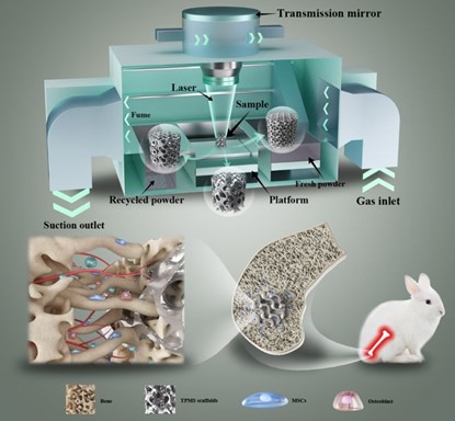 清華、北大、北醫(yī)三院聯(lián)合：高溫氧化處理3D打印鎂合金骨植入物結(jié)構(gòu)優(yōu)化及體內(nèi)外生物降解行為